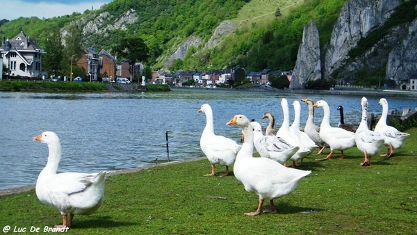 marche batteurs de cuir dinant wandeling