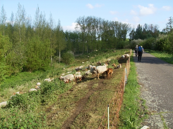 Baasrode Mei 2012 007