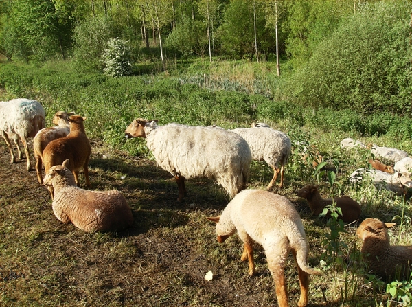 Baasrode Mei 2012 008