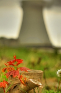 koeltoren +boomscheut