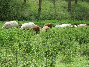 Schapen en lammeren