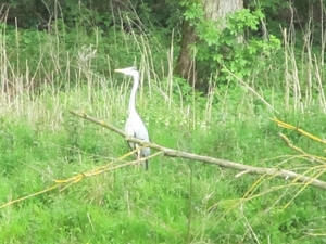 Blauwe reiger