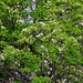 Houffalize13