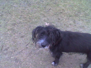 Sloeberke op de grote wei....