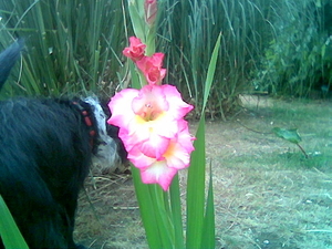 verstoppertje spelen