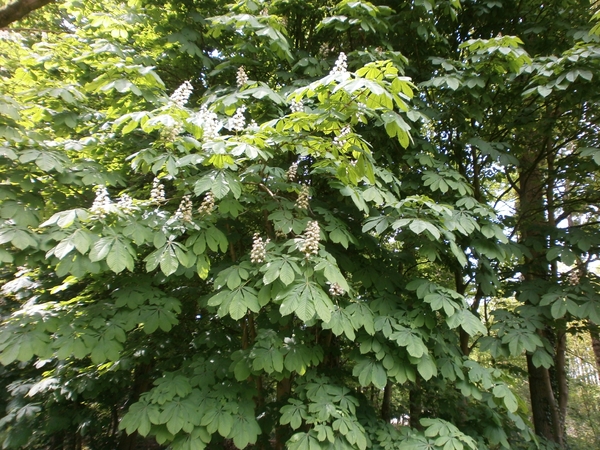 062