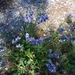 044 Kos Mei 2012 - wandeling 1 - ecologisch pad