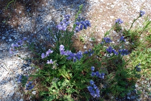 044 Kos Mei 2012 - wandeling 1 - ecologisch pad