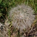 047 Kos Mei 2012 - wandeling 1 - ecologisch pad
