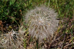 047 Kos Mei 2012 - wandeling 1 - ecologisch pad