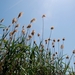 050 Kos Mei 2012 - wandeling 1 - ecologisch pad