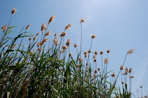 050 Kos Mei 2012 - wandeling 1 - ecologisch pad