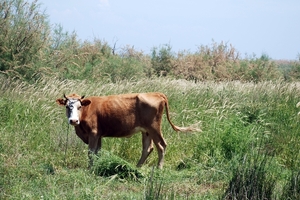 051 Kos Mei 2012 - wandeling 1 - ecologisch pad