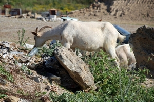 056 Kos Mei 2012 - heuvelwandeling met Ellen