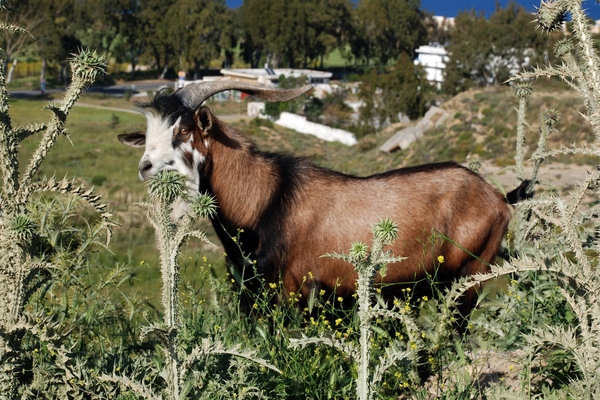 085 Kos Mei 2012 - heuvelwandeling met Ellen