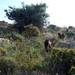 086 Kos Mei 2012 - heuvelwandeling met Ellen