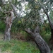 093 Kos Mei 2012 - wandeling 2 ecologisch pad