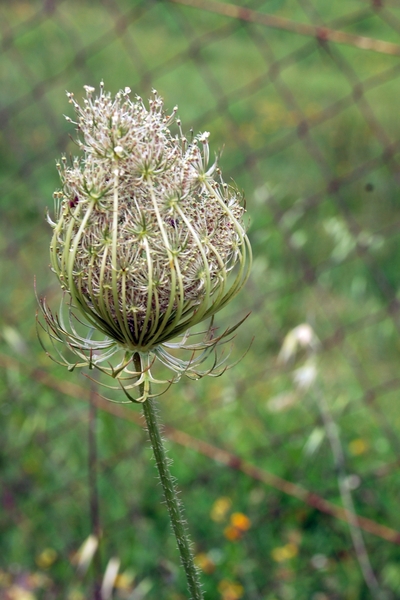 096 Kos Mei 2012 - wandeling 2 ecologisch pad