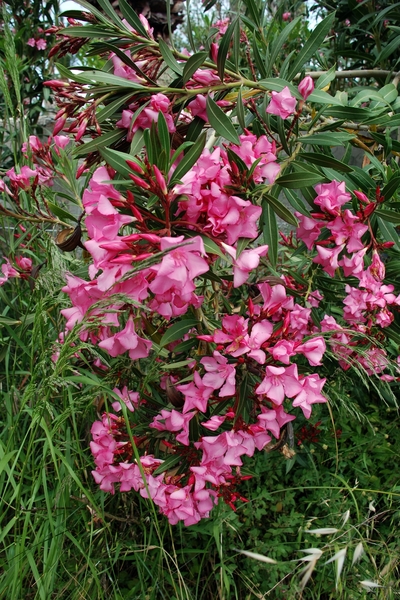 099 Kos Mei 2012 - wandeling 2 ecologisch pad