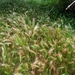100 Kos Mei 2012 - wandeling 2 ecologisch pad