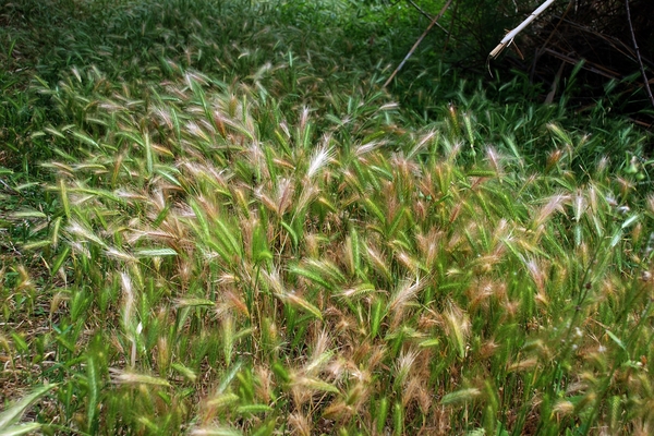 100 Kos Mei 2012 - wandeling 2 ecologisch pad