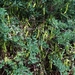 101 Kos Mei 2012 - wandeling 2 ecologisch pad
