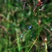 102 Kos Mei 2012 - wandeling 2 ecologisch pad