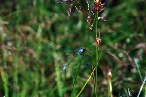 102 Kos Mei 2012 - wandeling 2 ecologisch pad