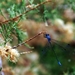 103 Kos Mei 2012 - wandeling 2 ecologisch pad