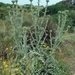 110 Kos Mei 2012 - wandeling 2 ecologisch pad