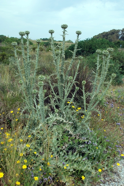 110 Kos Mei 2012 - wandeling 2 ecologisch pad