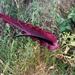 113 Kos Mei 2012 - wandeling 2 ecologisch pad