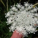 114 Kos Mei 2012 - wandeling 2 ecologisch pad
