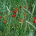 116 Kos Mei 2012 - wandeling 2 ecologisch pad