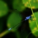 117 Kos Mei 2012 - wandeling 2 ecologisch pad