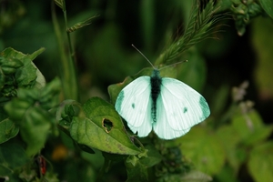 124 Kos Mei 2012 - wandeling 2 ecologisch pad