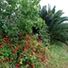 127 Kos Mei 2012 - wandeling 2 ecologisch pad