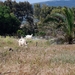 825 Kos Mei 2012 - wandeling 3 ecologisch pad