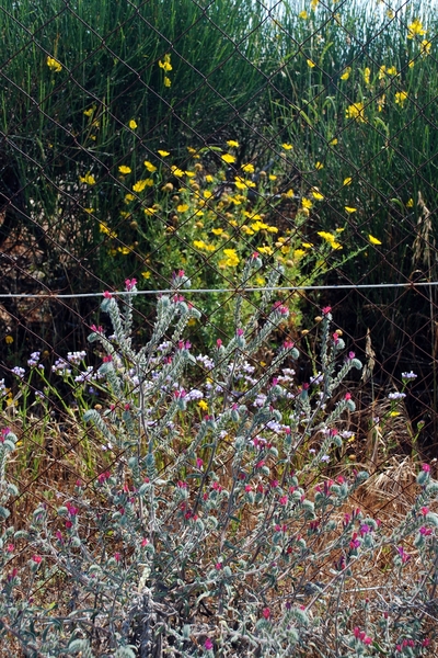 829 Kos Mei 2012 - wandeling 3 ecologisch pad