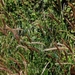 830 Kos Mei 2012 - wandeling 3 ecologisch pad