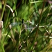 831 Kos Mei 2012 - wandeling 3 ecologisch pad