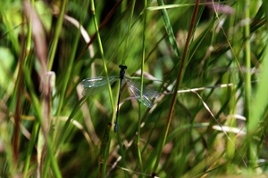 831 Kos Mei 2012 - wandeling 3 ecologisch pad