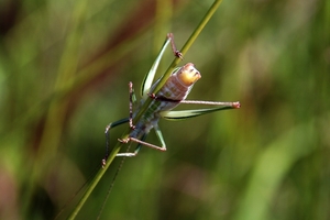 832 Kos Mei 2012 - wandeling 3 ecologisch pad