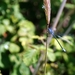 833 Kos Mei 2012 - wandeling 3 ecologisch pad