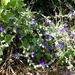 836 Kos Mei 2012 - wandeling 3 ecologisch pad