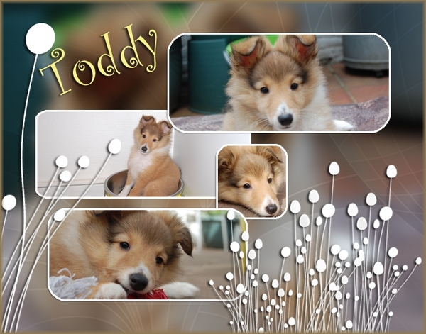 Toddy