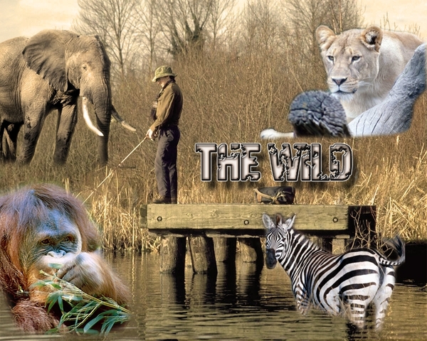 The Wild volledig