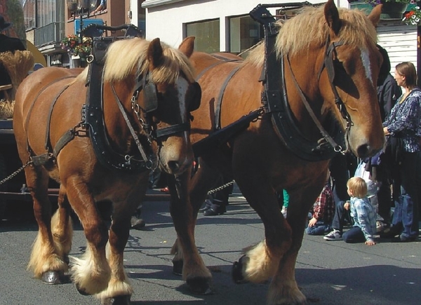 20120513.DeinzeCanteclaer 023 Trekpaarden
