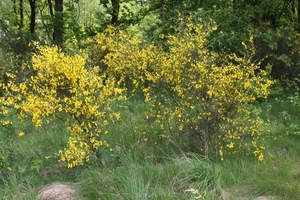 Garderen mei 2012 (115)