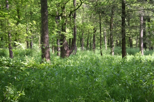 Garderen mei 2012 (124)